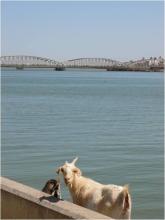 A goat by the ocean