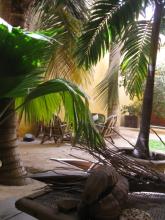 Chairs under a palm tree