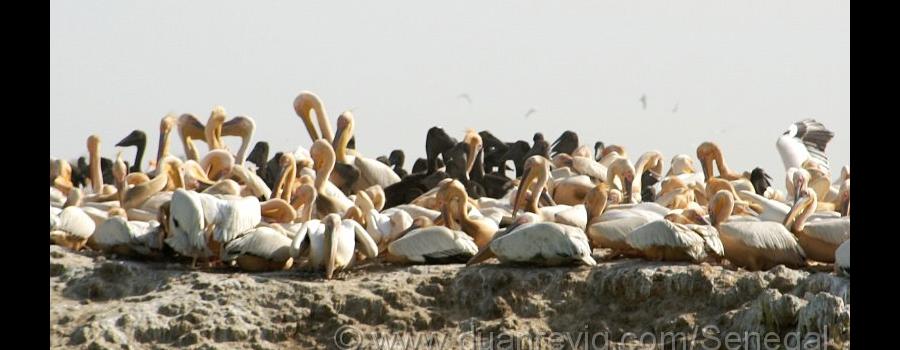 Baby pelicans