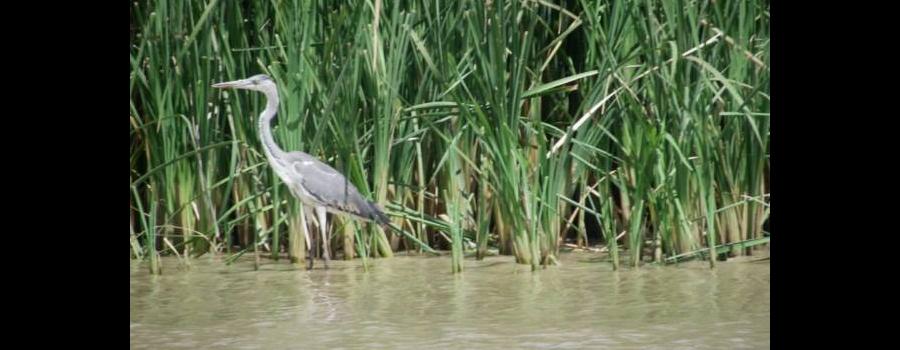 Heron
